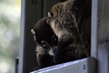 Coati