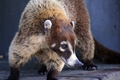 Coati