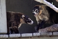 Coati