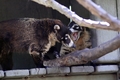 Coati