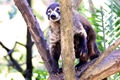 Coati