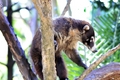 Coati