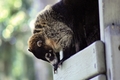 Coati