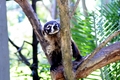 Coati