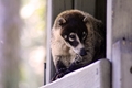 Coati