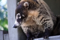 Coati