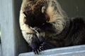 Coati