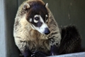 Coati