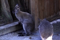 Wallaby