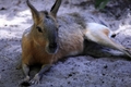 Wallaby