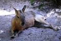 Wallaby