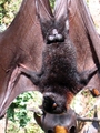 Fruit Bat