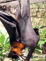 Fruit Bat