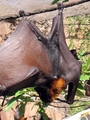 Fruit Bat