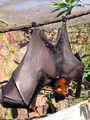 Fruit Bat