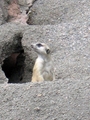 Meerkats