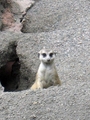 Meerkats