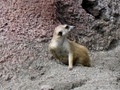 Meerkats