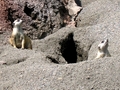 Meerkats