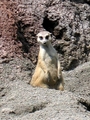 Meerkats