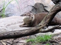 Otter