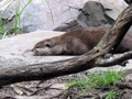 Otter