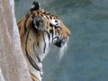 Disney Tiger