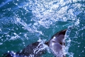 Dolphins