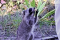 Raccoons