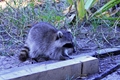 Raccoons