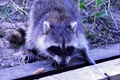 Raccoons