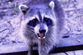 Raccoons