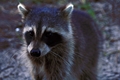 Raccoons