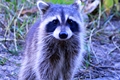 Raccoons