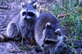 Raccoons