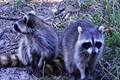 Raccoons