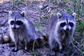 Raccoons