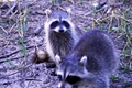 Raccoons