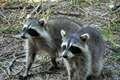 Raccoons