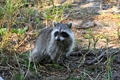 Raccoons