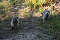 Raccoons