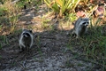 Raccoons