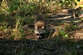 Raccoons