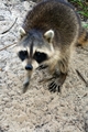 Raccoons