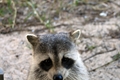 Raccoons