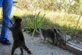 Raccoons