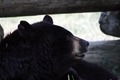 Black Bear