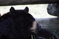 Black Bear