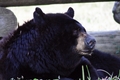 Black Bear