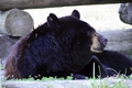 Black Bear